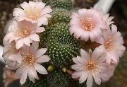 ვარდისფერი ქარხანა გვირგვინი Cactus (Rebutia) ფოტო