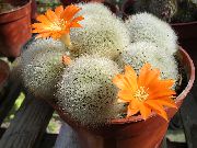 narancs Növény Korona Kaktusz (Rebutia) fénykép