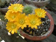 geel Plant Kroon Cactus (Rebutia) foto