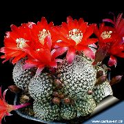 წითელი ქარხანა გვირგვინი Cactus (Rebutia) ფოტო