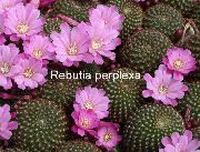 lila Rastlina Krona Kaktus (Rebutia) fotografija
