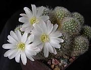 bílá Rostlina Koruna Kaktus (Rebutia) fotografie