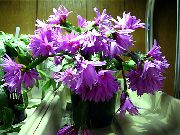 Easter Cactus Plant lilac