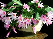 Easter Cactus Plant pink