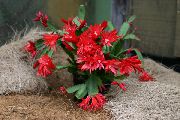 sarkans Augs Lieldienu Kaktuss (Rhipsalidopsis) foto