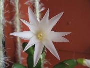 bílá Rostlina Velikonoční Kaktus (Rhipsalidopsis) fotografie
