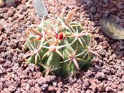 rojo Planta Ferocactus  foto
