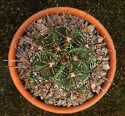 жут Биљка Фероцацтус (Ferocactus) фотографија