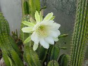 бял Растение Перуанския Ябълка (Cereus) снимка