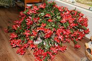 červená Rostlina Vánoční Kaktus (Schlumbergera) fotografie