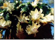 ყვითელი ქარხანა საშობაო Cactus (Schlumbergera) ფოტო