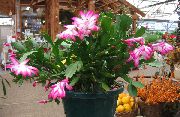 rosa Planta Cactus De Navidad (Schlumbergera) foto