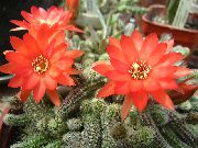 sarkans Augs Dadzis Globuss, Lodlampa Kaktuss (Echinopsis) foto