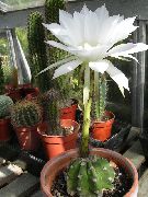 white Plant Thistle Globe, Torch Cactus (Echinopsis) photo