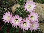 ვარდისფერი ქარხანა Thistle მსოფლიოში, ლამპარი Cactus (Echinopsis) ფოტო