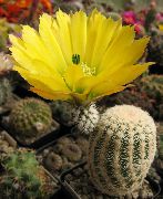 giallo Impianto Cactus Riccio, Pizzo Cactus, Arcobaleno Cactus (Echinocereus) foto