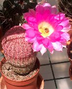 rosa Växt Igelkott Kaktus, Spets Kaktus, Regnbåge Kaktus (Echinocereus) foto