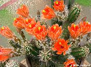oranžový Rastlina Ježko Kaktus, Čipky Kaktus, Dúha Kaktus (Echinocereus) fotografie