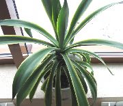 hvit Anlegg American Century Plante, Pita, Piggete Aloe (Agave) bilde