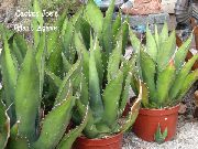 hvit Anlegg American Century Plante, Pita, Piggete Aloe (Agave) bilde