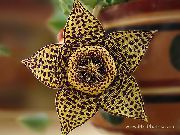 hnedý Rastlina Závod Zdochlina, Hviezdice Kvetina, Hviezdice Kaktus (Stapelia) fotografie
