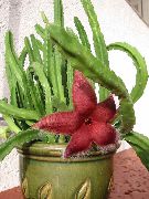 červená Rastlina Závod Zdochlina, Hviezdice Kvetina, Hviezdice Kaktus (Stapelia) fotografie