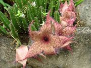 bándearg  Carrion Plandaí, Bláth Crosóg Mhara, Starfish Cactus (Stapelia) grianghraf