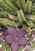 purpurne  Raibe Taim, Meritäht Lill, Meritäht Kaktus (Stapelia) foto