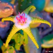 žltý Rastlina Závod Zdochlina, Hviezdice Kvetina, Hviezdice Kaktus (Stapelia) fotografie