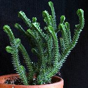 бео Биљка Црассула (Crassula) фотографија