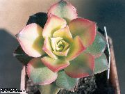 hvit Anlegg Velvet Rose, Skål Plante, Aeonium  bilde