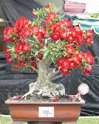 红 卉 沙漠玫瑰 (Adenium) 照片