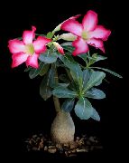 roze Plant Woestijnroos (Adenium) foto