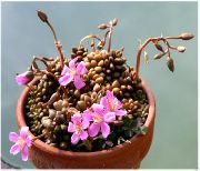 roze Plant Anacampseros  foto