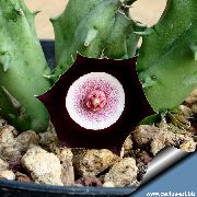 Huernia Plant claret