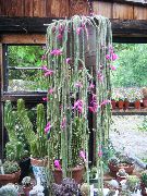 roze Biljka Rat Rep Kaktus (Aporocactus) foto