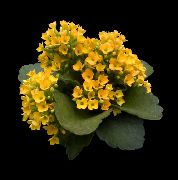 жълт Растение Каланхое (Kalanchoe) снимка