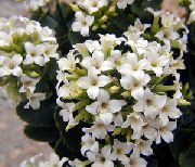 бял Растение Каланхое (Kalanchoe) снимка