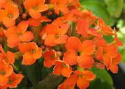 Kalanchoe Rastlina oranžna