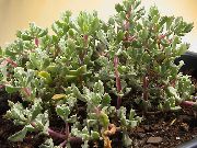 люляк Растение Oscularia  снимка
