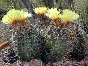 sarı Bitki Astrophytum  fotoğraf