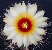 biały Roślina Astrophytum  zdjęcie