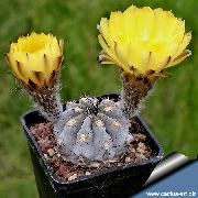 жълт Растение Acanthocalycium  снимка