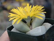 Lapidaria Растение жълт