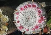 Old Lady Cactus, Mammillaria Planta rosa