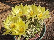 ყვითელი ქარხანა მოხუცი Cactus, Mammillaria  ფოტო