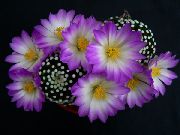 紫丁香 卉 老太太仙人掌，乳头状 (Mammillaria) 照片