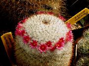 წითელი ქარხანა მოხუცი Cactus, Mammillaria  ფოტო