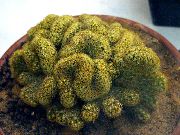жут Биљка Старица Кактус, Маммиллариа (Mammillaria) фотографија