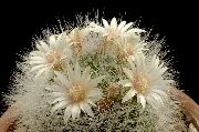 白 卉 老太太仙人掌，乳头状 (Mammillaria) 照片